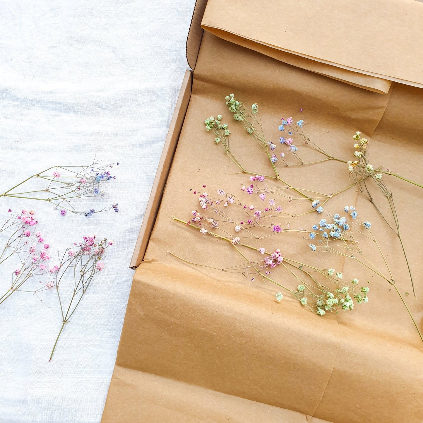 Dried Rainbow Gypsophila Sprigs, aka Babys Breath - Lytton Rose Botanical
