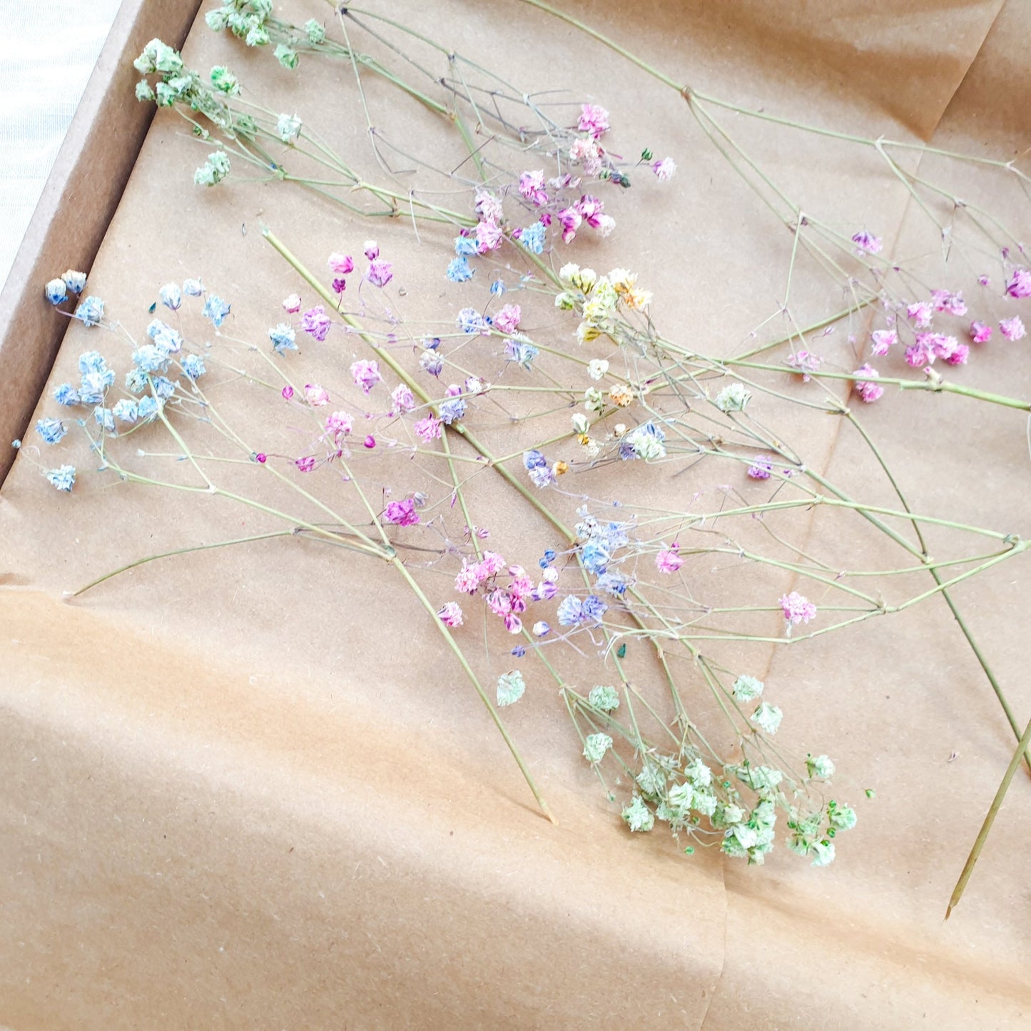 Dried Rainbow Gypsophila Sprigs, aka Babys Breath - Lytton Rose Botanical