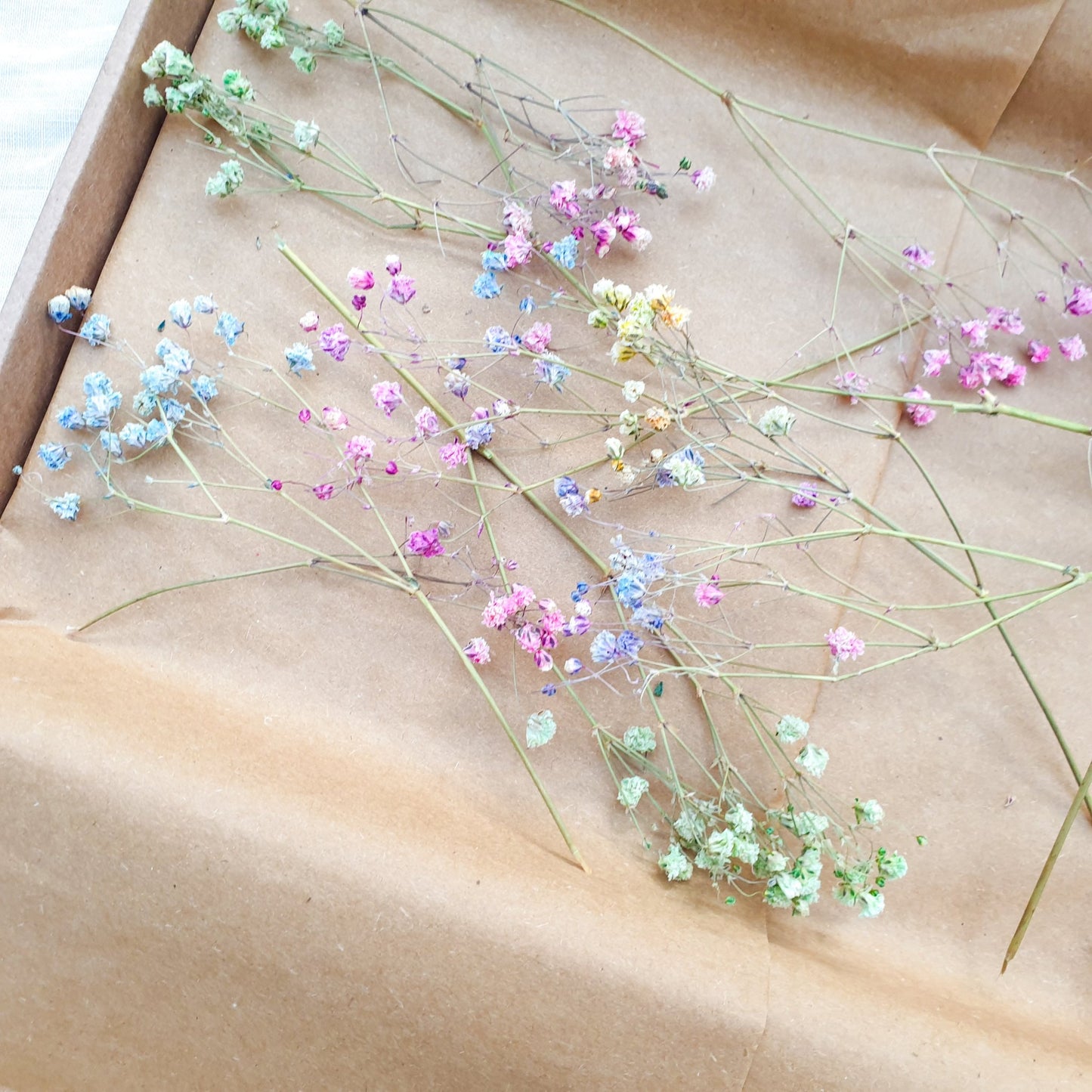 Dried Rainbow Gypsophila Sprigs, aka Babys Breath - Lytton Rose Botanical