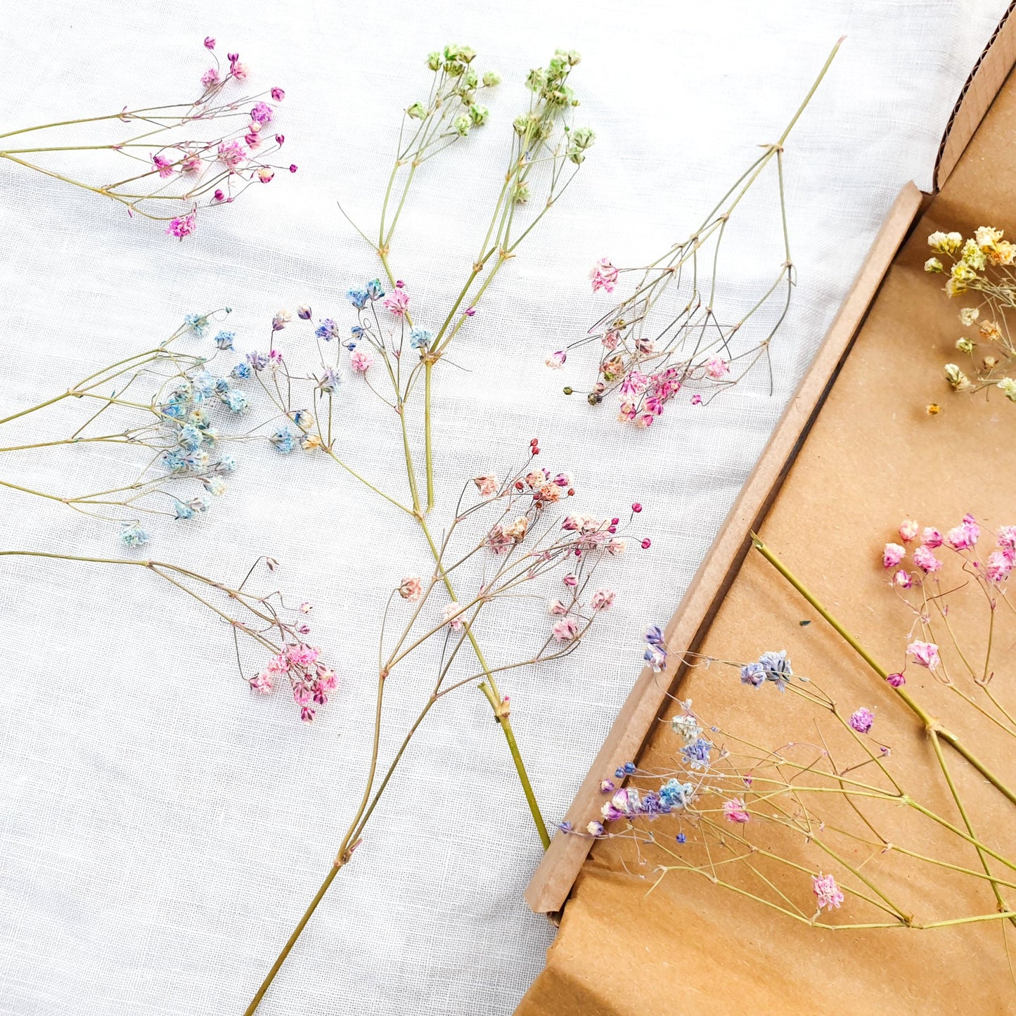 Dried Rainbow Gypsophila Sprigs, aka Babys Breath - Lytton Rose Botanical