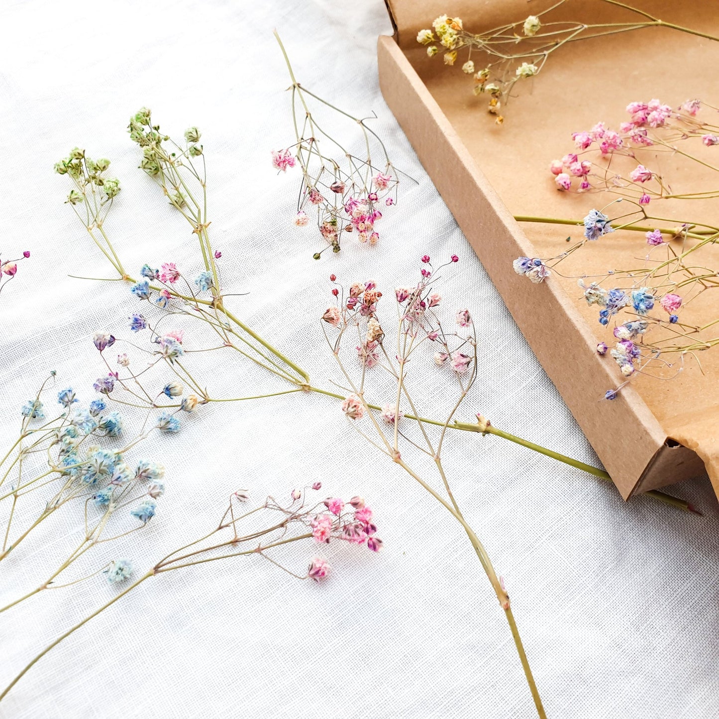 Dried Rainbow Gypsophila Sprigs, aka Babys Breath - Lytton Rose Botanical