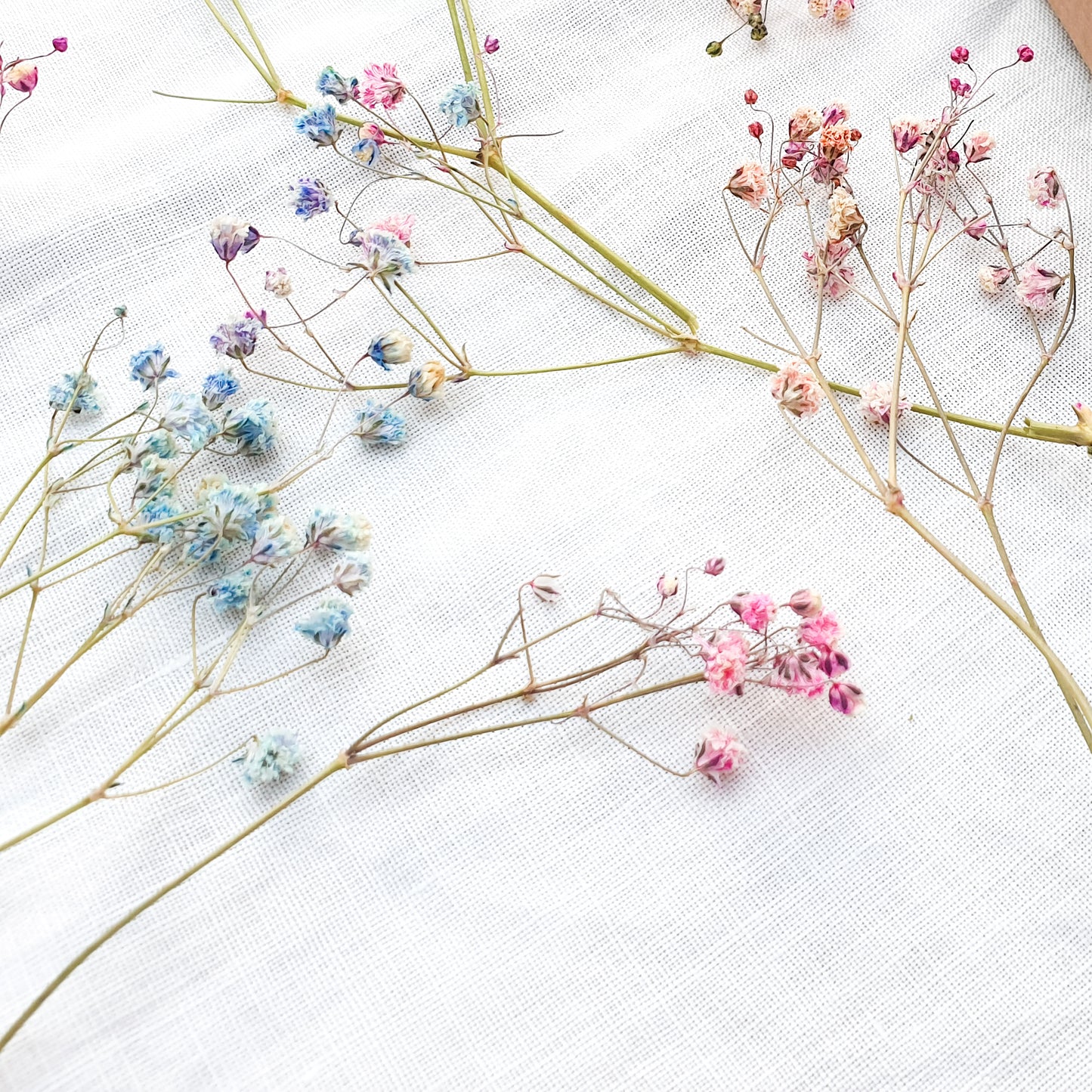 Dried Rainbow Gypsophila Sprigs, aka Babys Breath - Lytton Rose Botanical