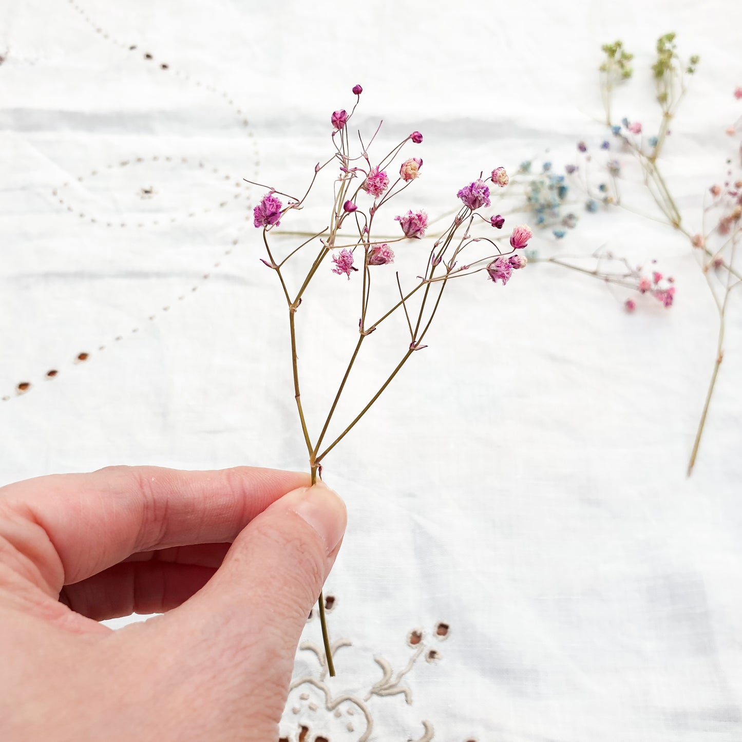 Dried Rainbow Gypsophila Sprigs, aka Babys Breath - Lytton Rose Botanical