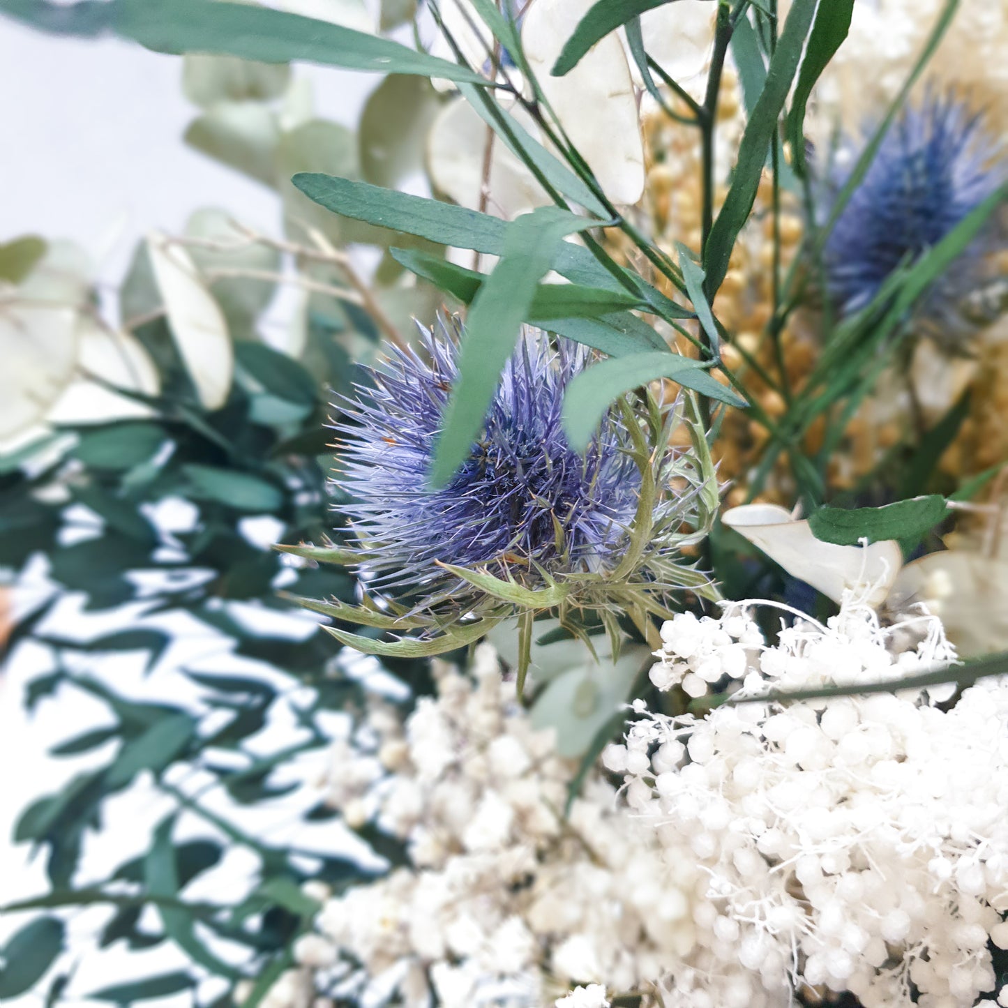 "Frosted Forest" Dried and Preserved Eucalyptus Bouquet - Lytton Rose Botanical. A detailed close-up image showcasing the intricate details of a dried blue thistle flower. The flower's spiky texture and vibrant blue color stand out against the backdrop of delicate white flowers and lush green foliage.