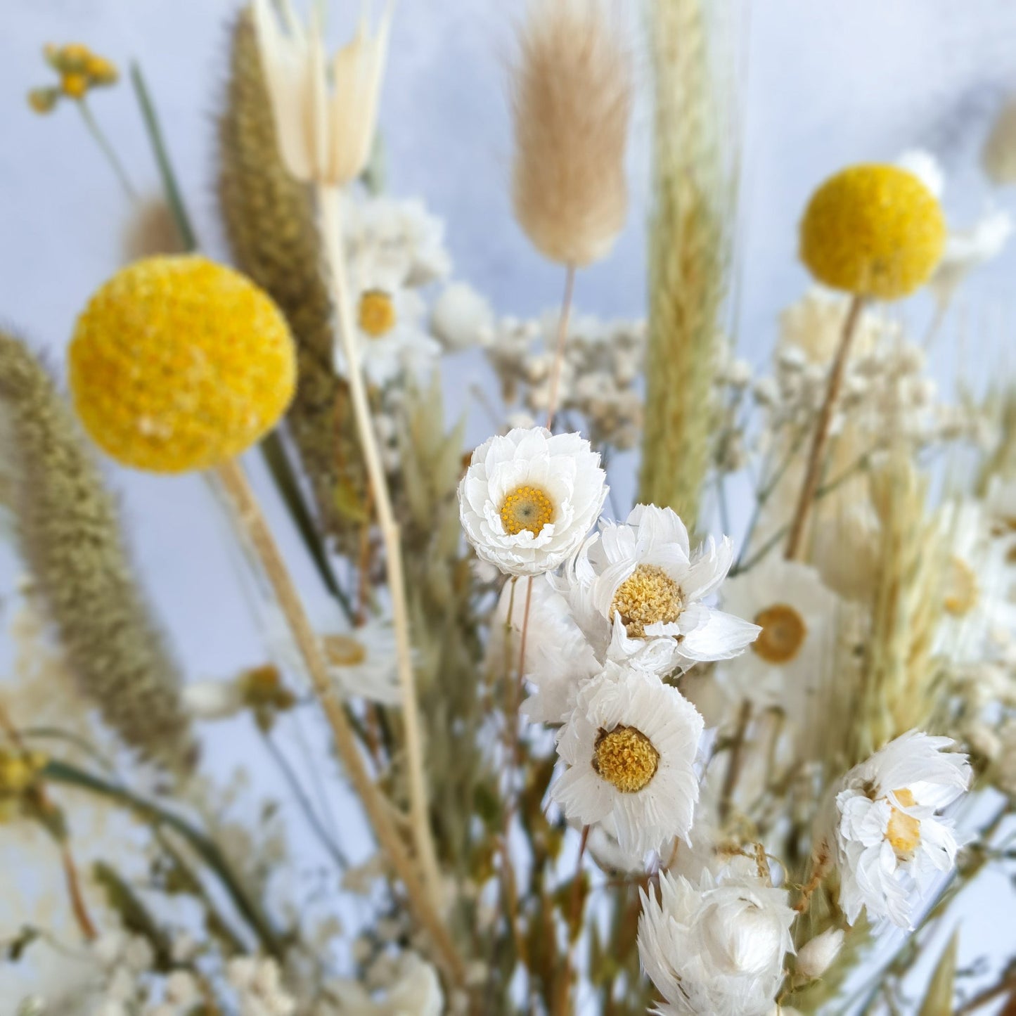 Dried Flower Mixed Box of Meadow Style Loose Stems- Summer Gold by Lytton Rose Botanical. A close-up image highlighting the intricate details of a dried flower arrangement. Delicate white daisies, vibrant yellow craspedia, and soft, fluffy dried grasses create a visually appealing and textural display.