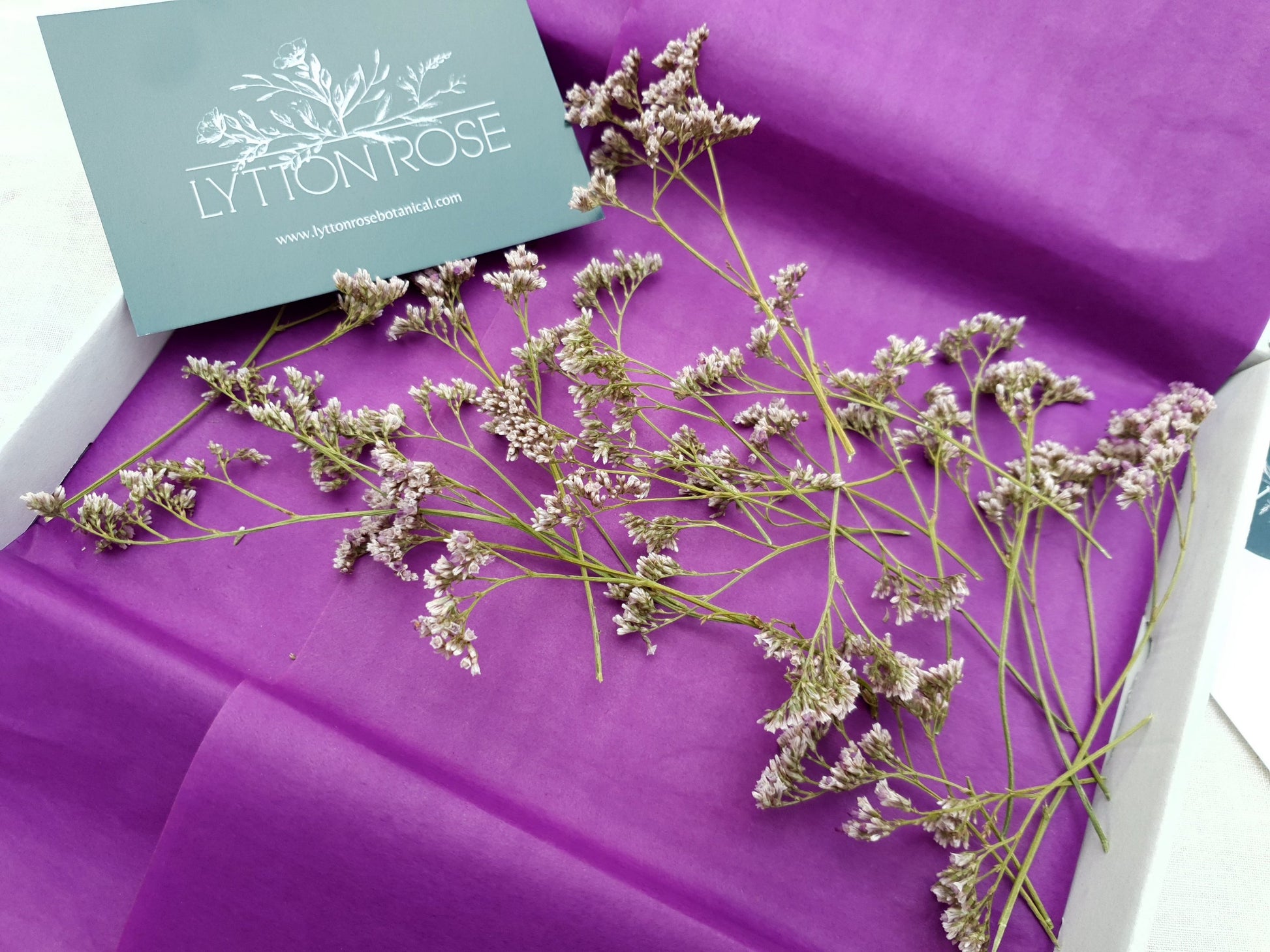 Dried Limonium Sprigs in Lilac, aka Sea Lavender - Lytton Rose Botanical