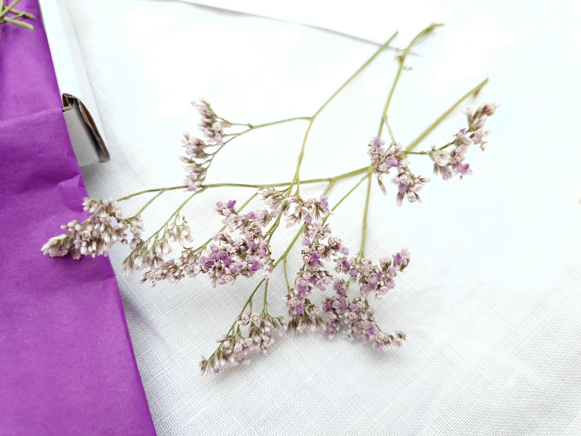 Dried Limonium Sprigs in Lilac, aka Sea Lavender - Lytton Rose Botanical