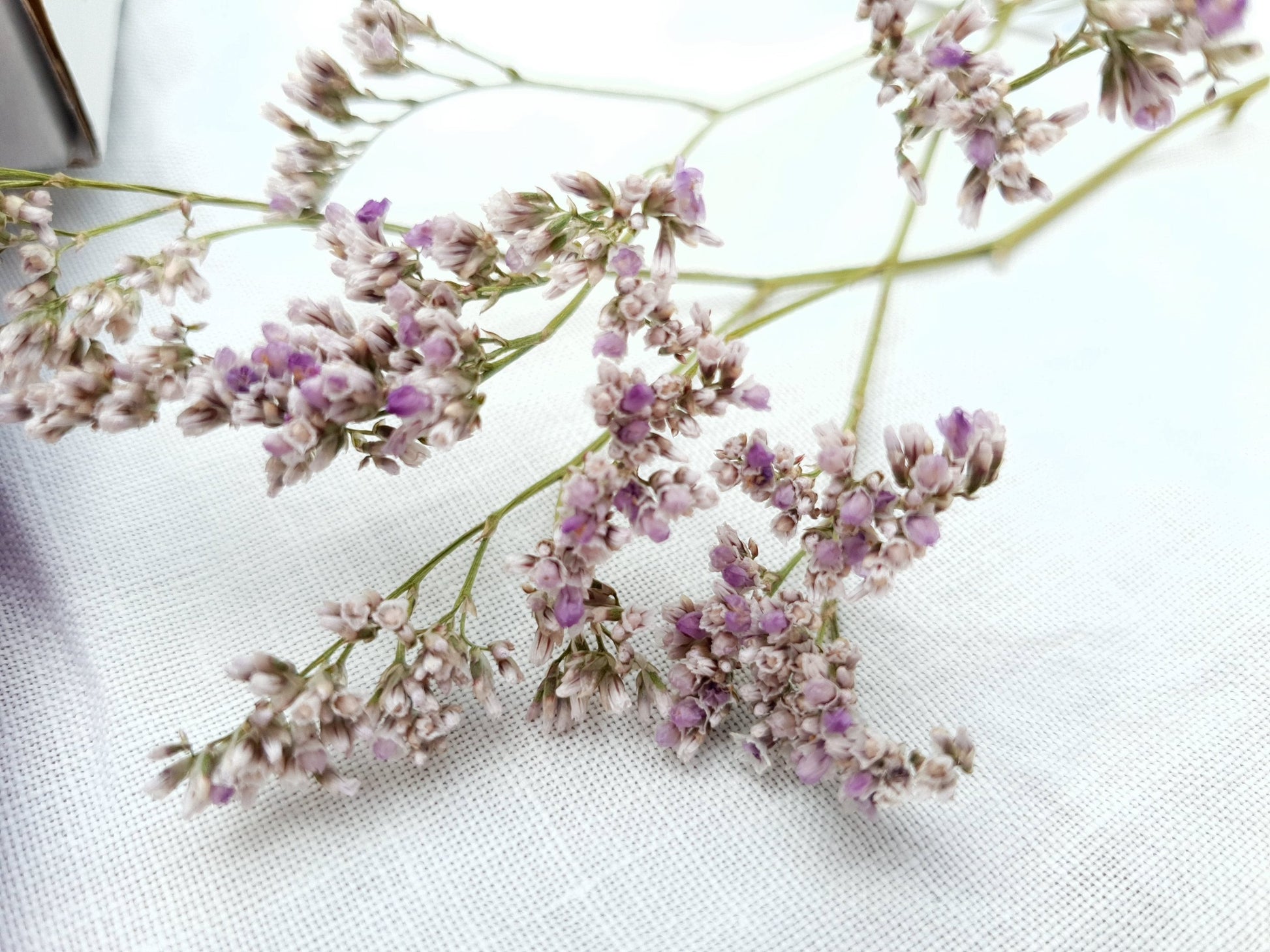Dried Limonium Sprigs in Lilac, aka Sea Lavender - Lytton Rose Botanical