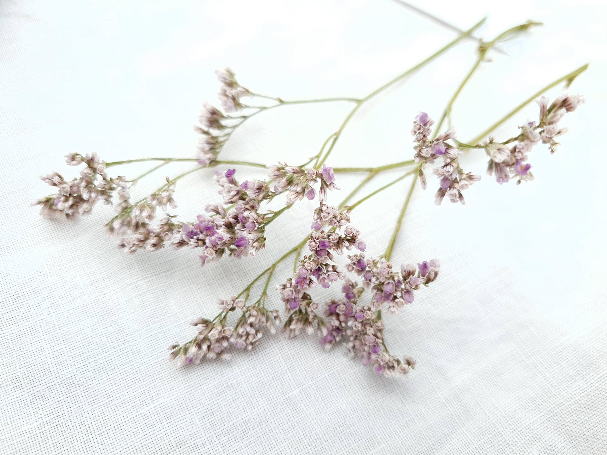 Dried Limonium Sprigs in Lilac, aka Sea Lavender - Lytton Rose Botanical