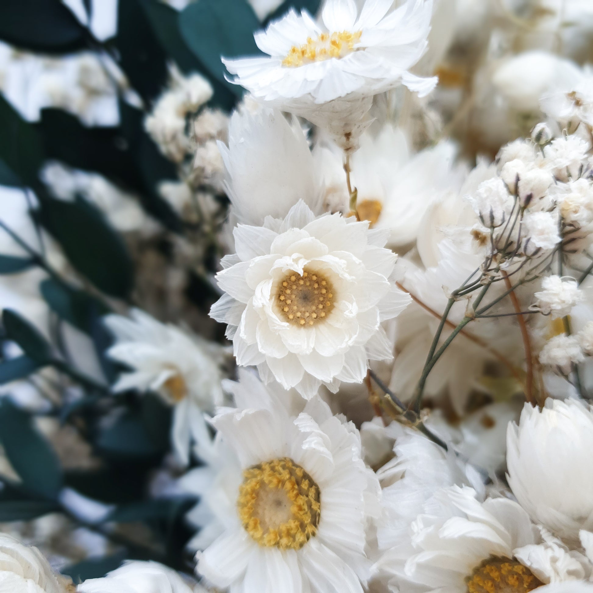 "Snowdrop Glade" Minimalist Large Handtie Bouquet - Lytton Rose Botanical. A close-up image showcasing a cluster of white, dried daisies. The flowers have a delicate, papery texture and a bright yellow center.
